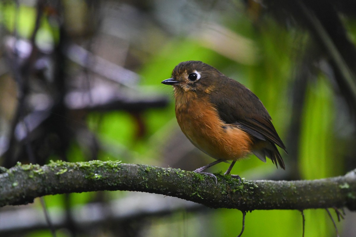 Leymebamba Antpitta - ML177225951