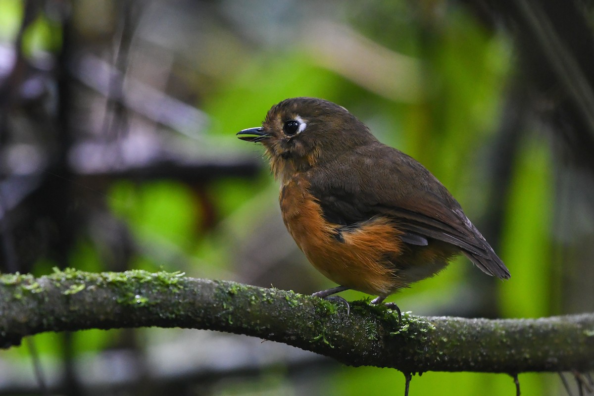 Leymebamba Antpitta - ML177225971