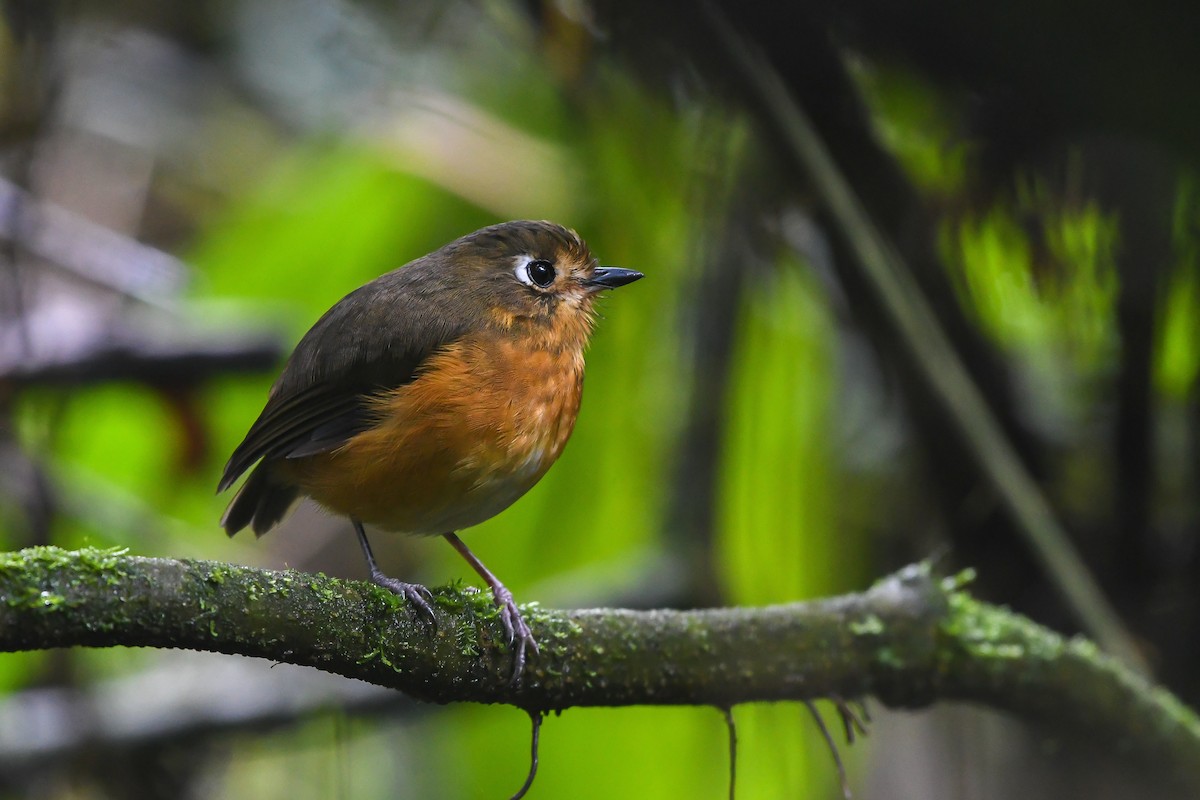 Leymebamba Antpitta - ML177226041