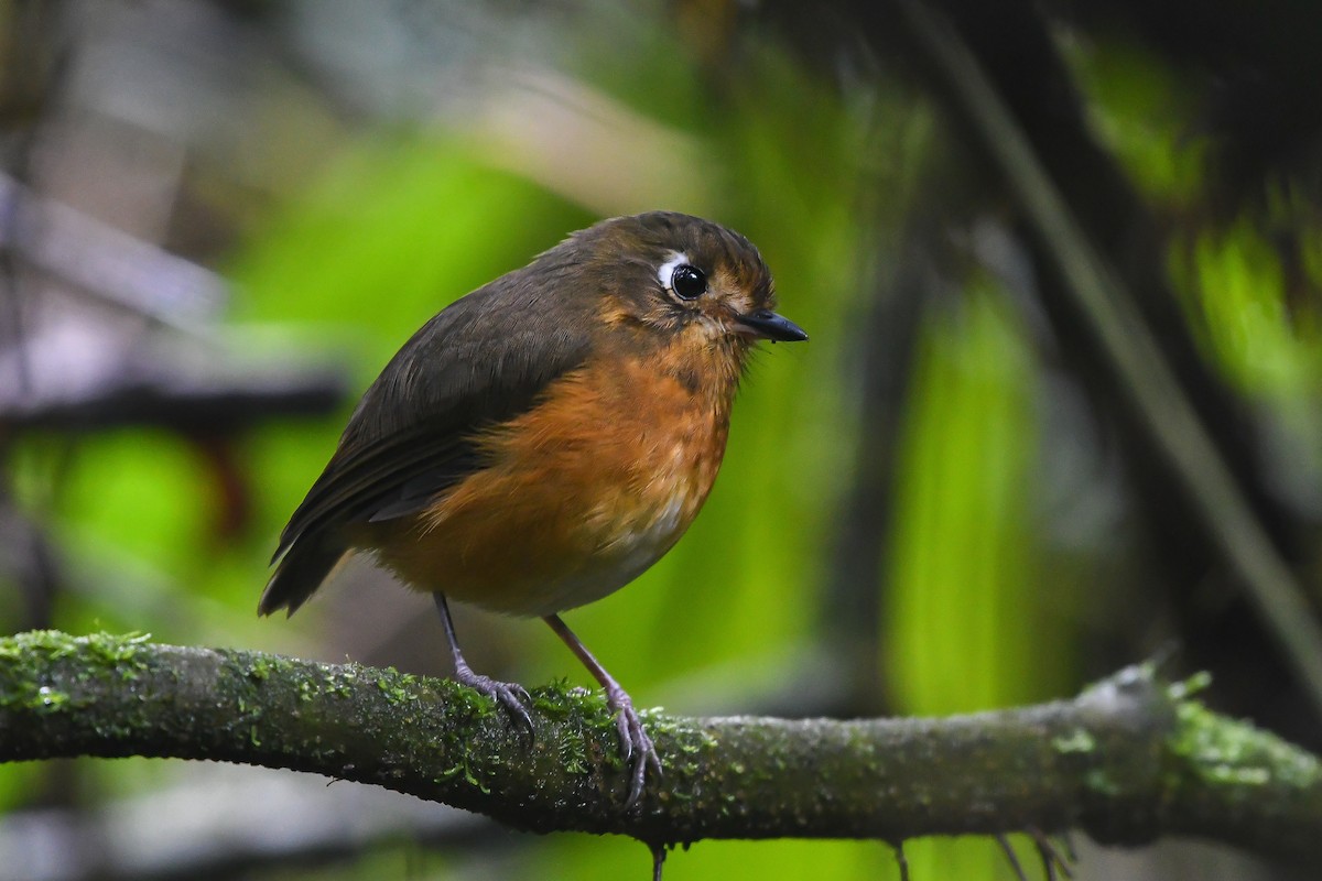 Leymebamba Antpitta - ML177226051