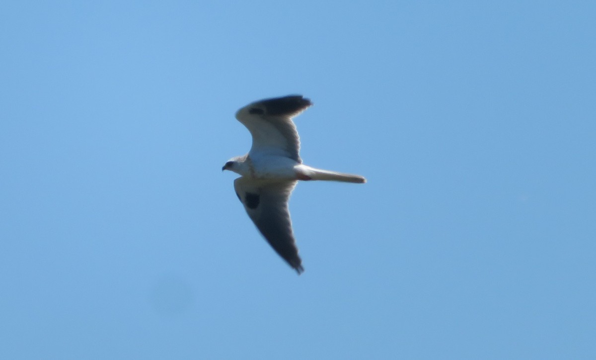White-tailed Kite - Andy N