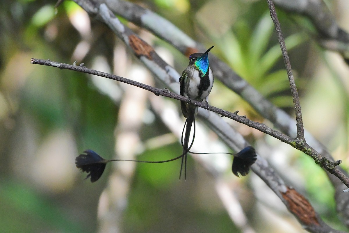 Marvelous Spatuletail - Ben Sanders