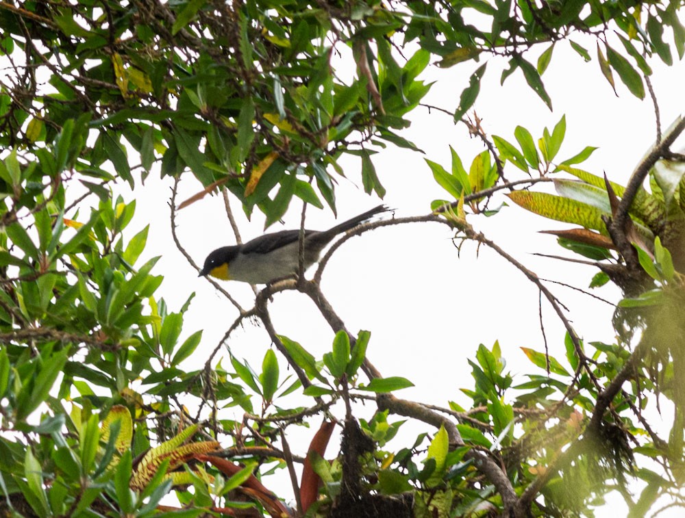 White-naped Brushfinch - ML177228271