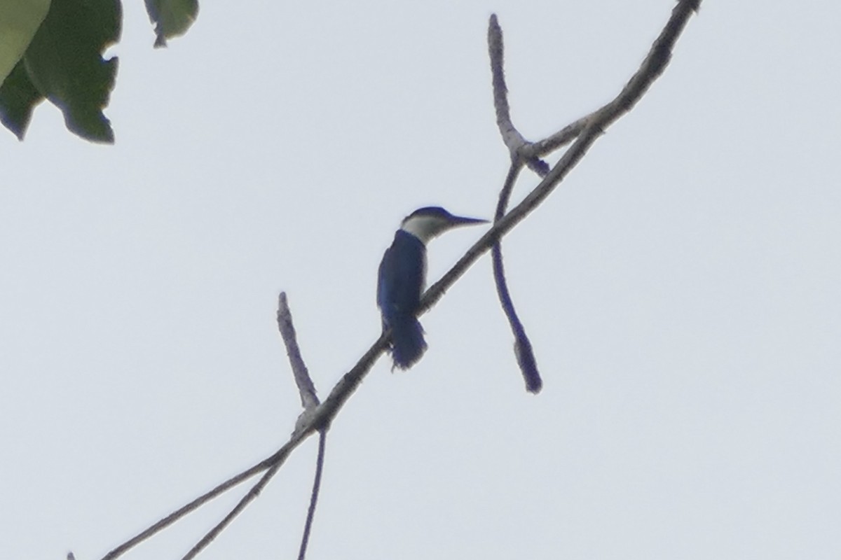 Talaud Kingfisher - ML177228851