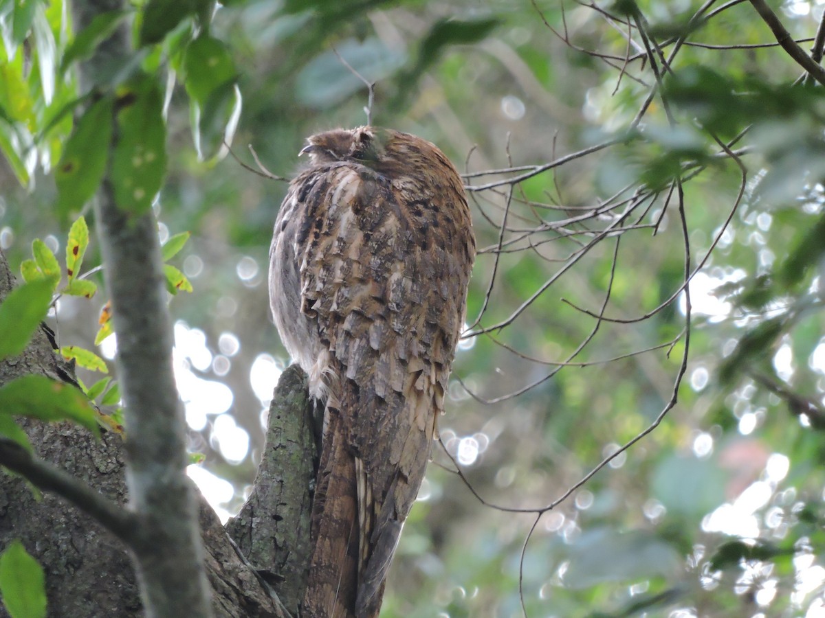 Long-tailed Potoo - Cathy DiSalvo