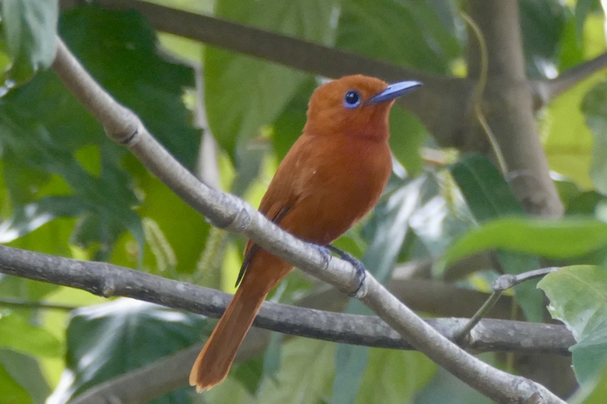 Rufous Paradise-Flycatcher - ML177229001