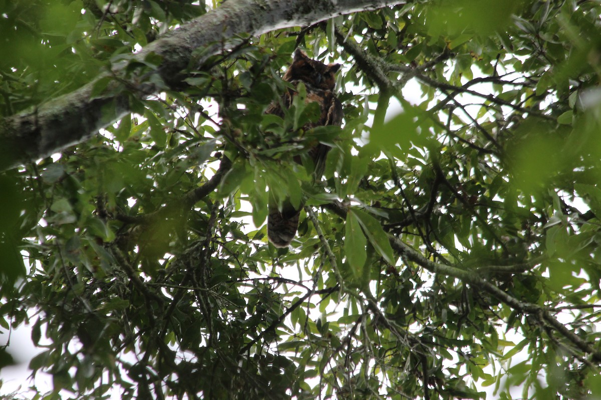 Great Horned Owl - ML177230041