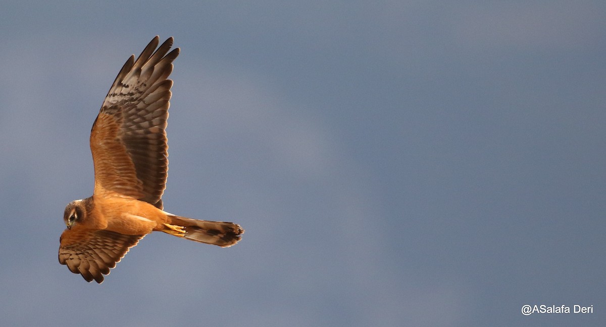 Montagu's Harrier - Fanis Theofanopoulos (ASalafa Deri)