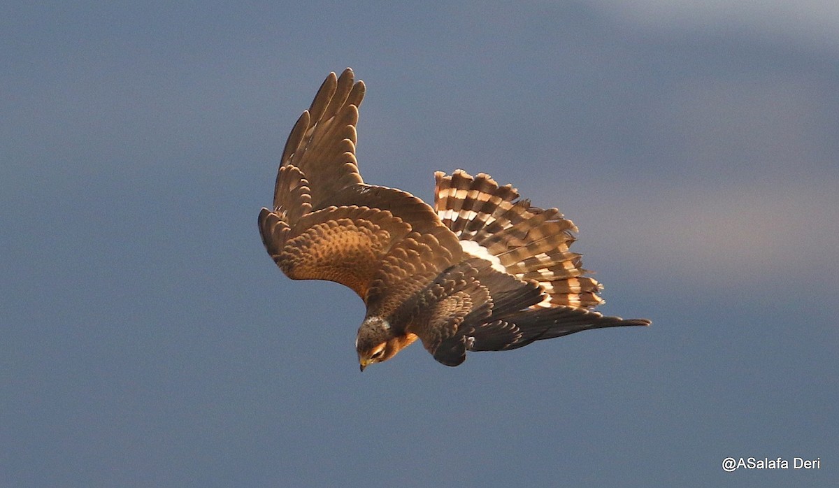 Montagu's Harrier - ML177231911