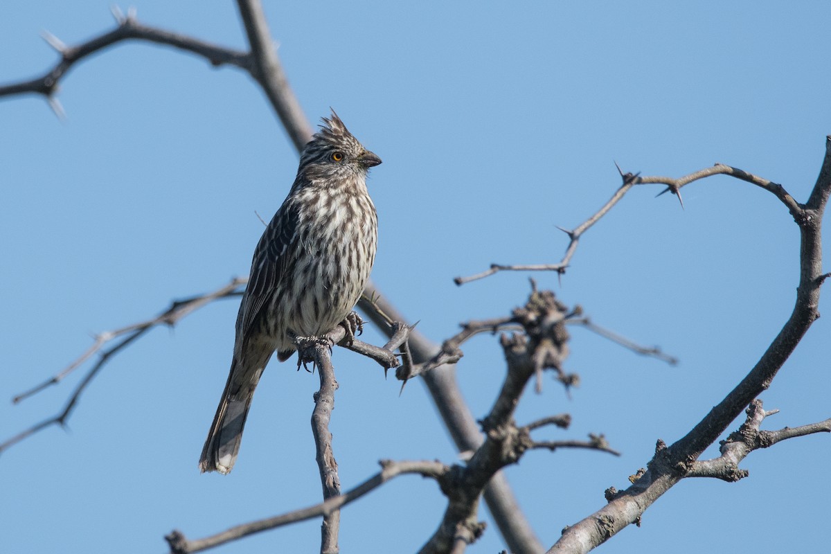 White-tipped Plantcutter - ML177232011