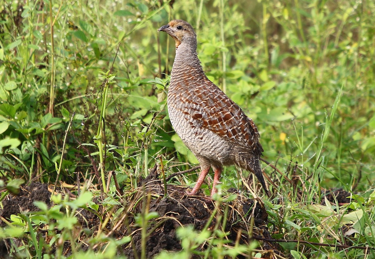 Gray Francolin - ML177233001