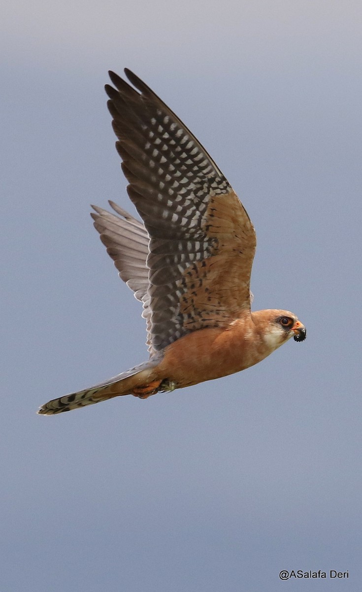 Red-footed Falcon - ML177233311