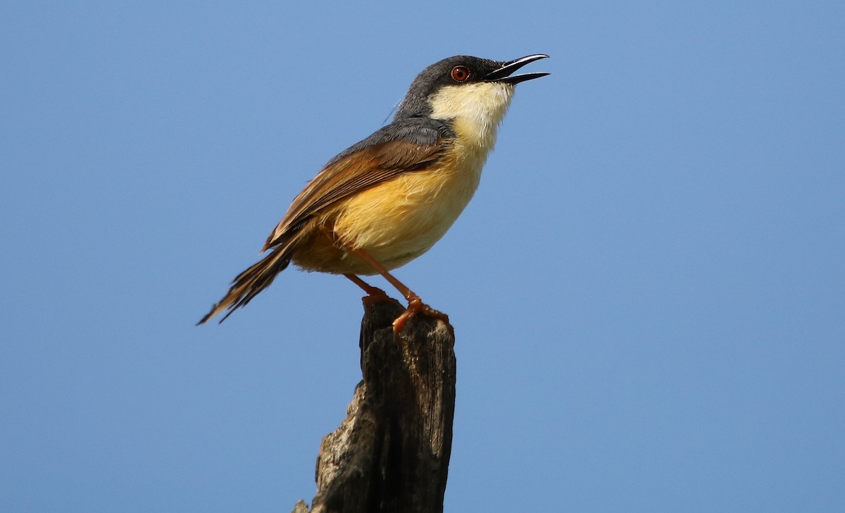 Ashy Prinia - Bhaarat Vyas