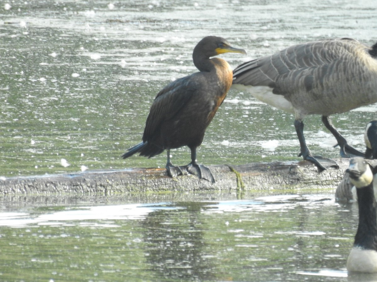 Double-crested Cormorant - Bruce Hoover