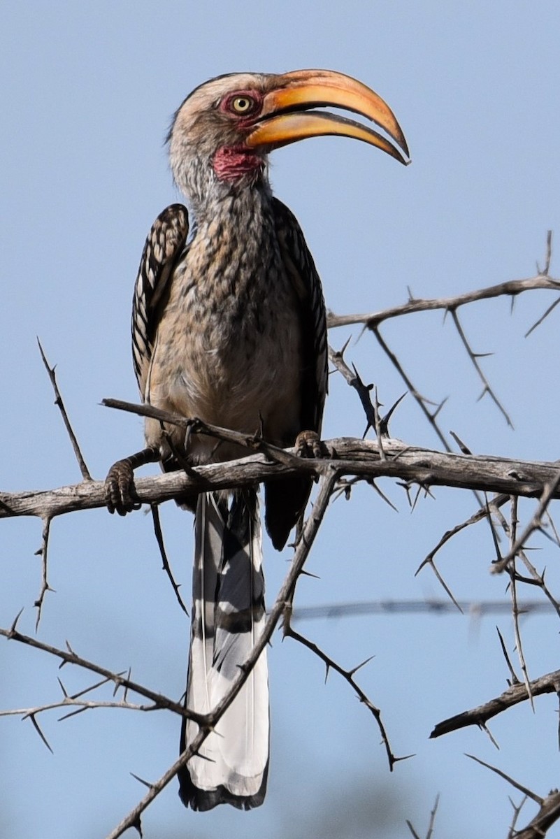 Southern Yellow-billed Hornbill - ML177236191