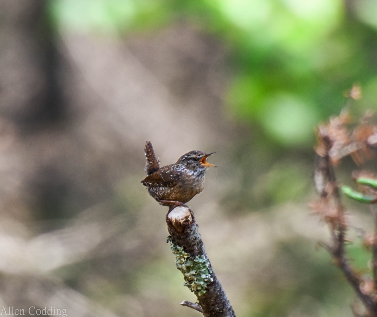 Troglodyte des forêts - ML177236631