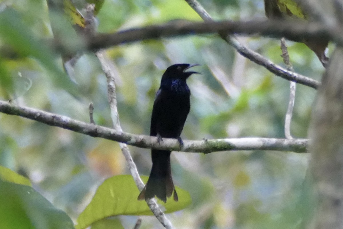 Hair-crested Drongo (Obi) - ML177242471