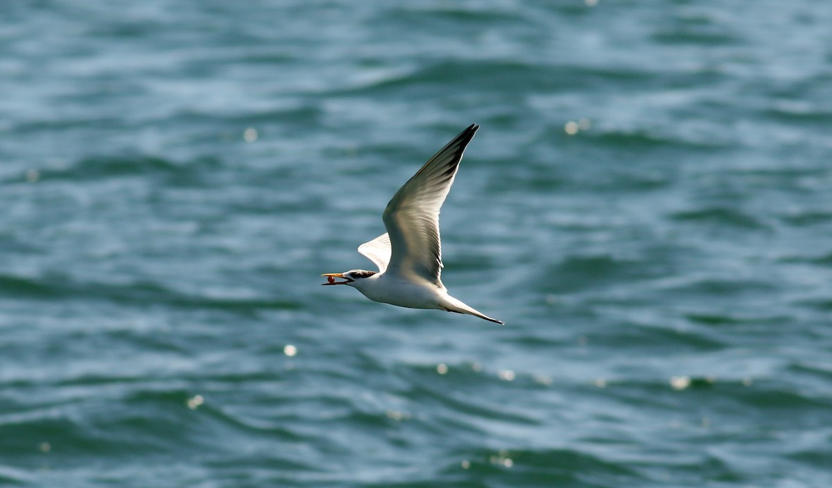 Elegant Tern - ML177242761