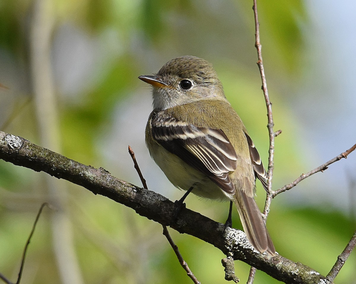 Least Flycatcher - ML177244111