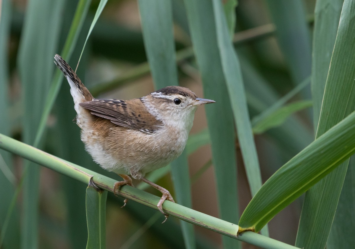 Marsh Wren - George Armistead | Hillstar Nature