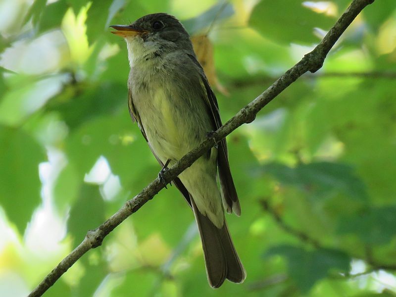 Eastern Wood-Pewee - ML177247201