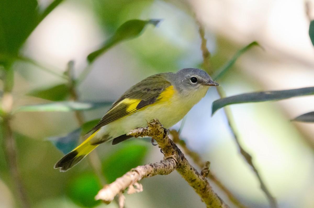 American Redstart - Ken Reichner