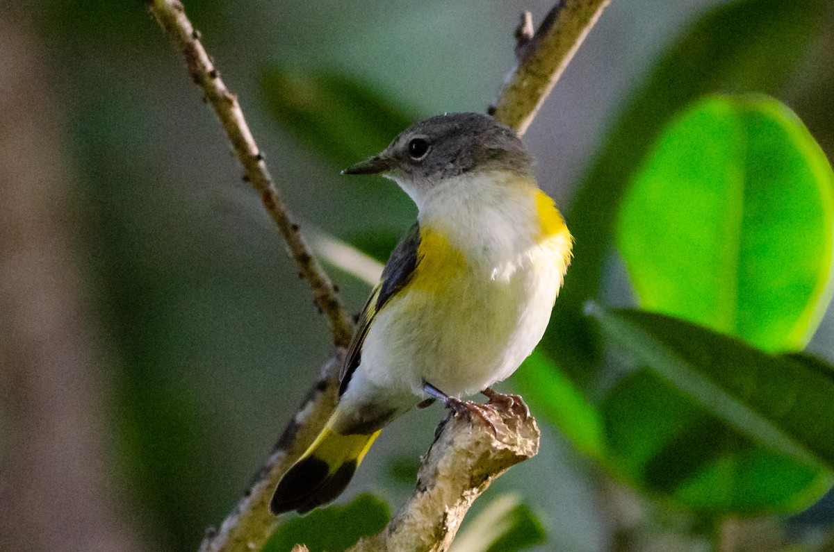 American Redstart - Ken Reichner