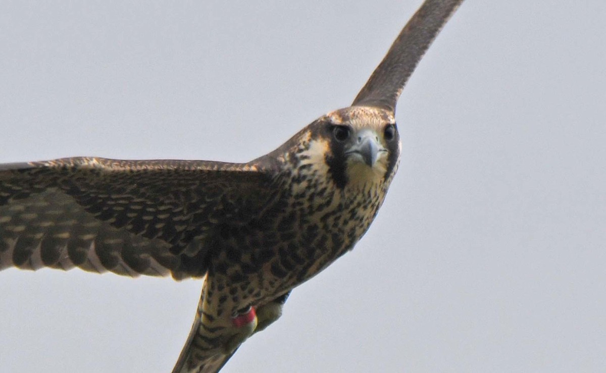 Peregrine Falcon - Rayfield  Pye