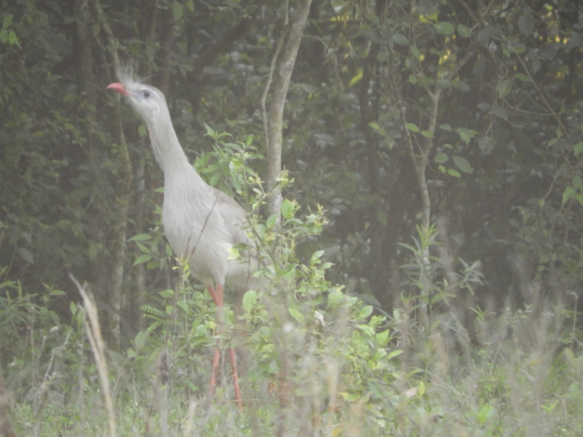 Red-legged Seriema - Silvia Enggist