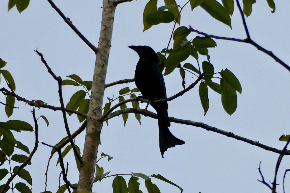 Hair-crested Drongo (Obi) - Peter Kaestner