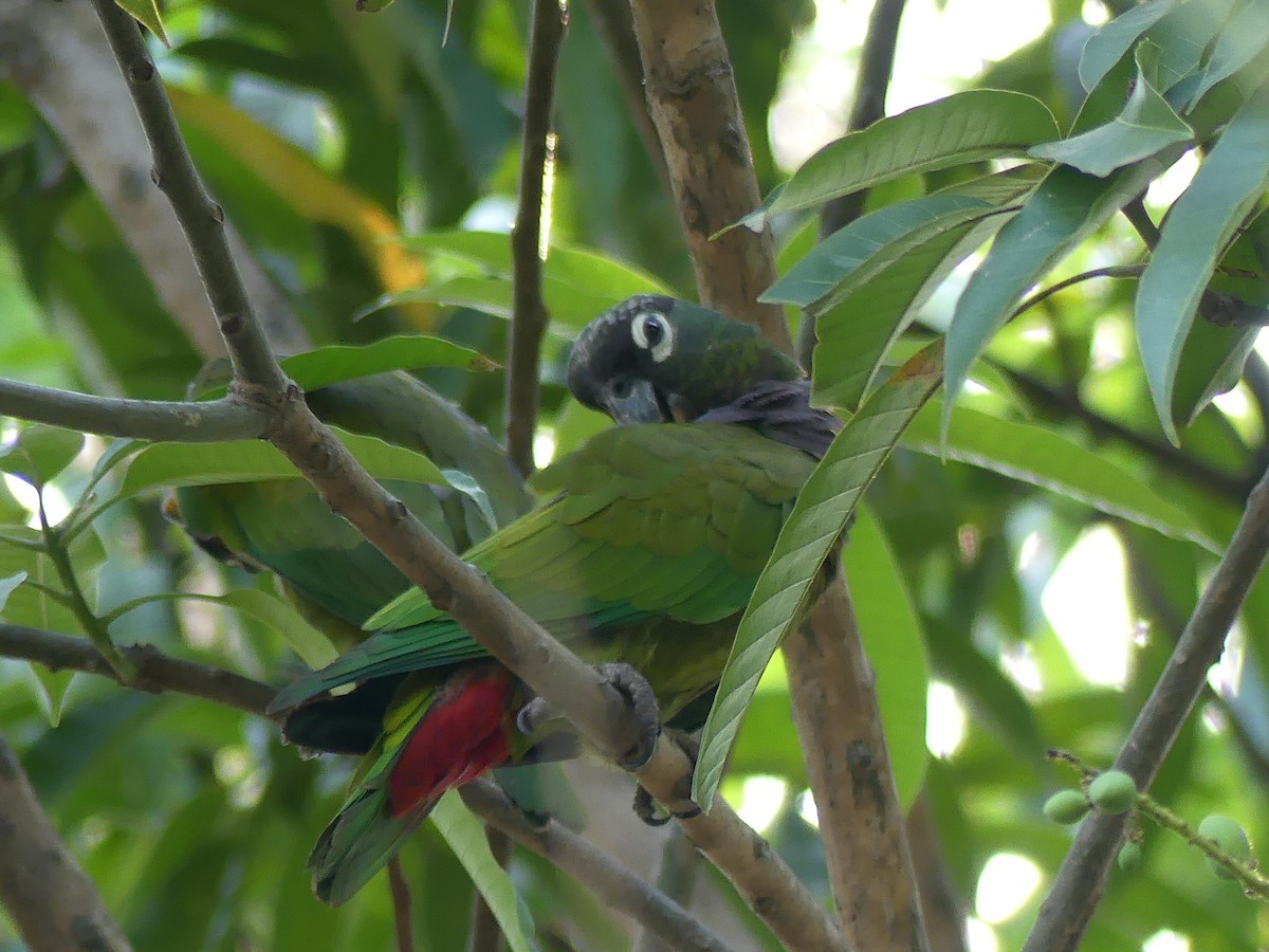 Scaly-headed Parrot - Robin Duska