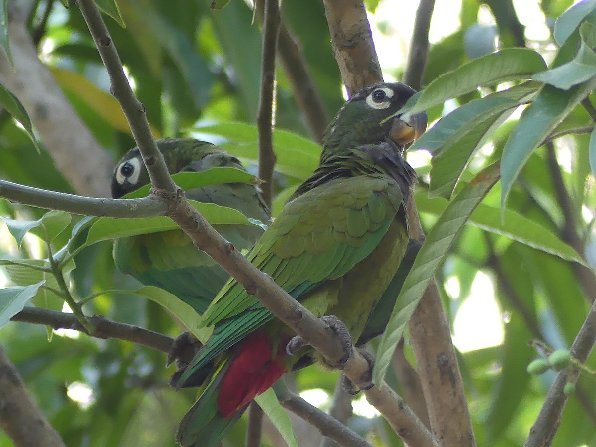 Папуга-червоногуз зеленощокий - ML177253491