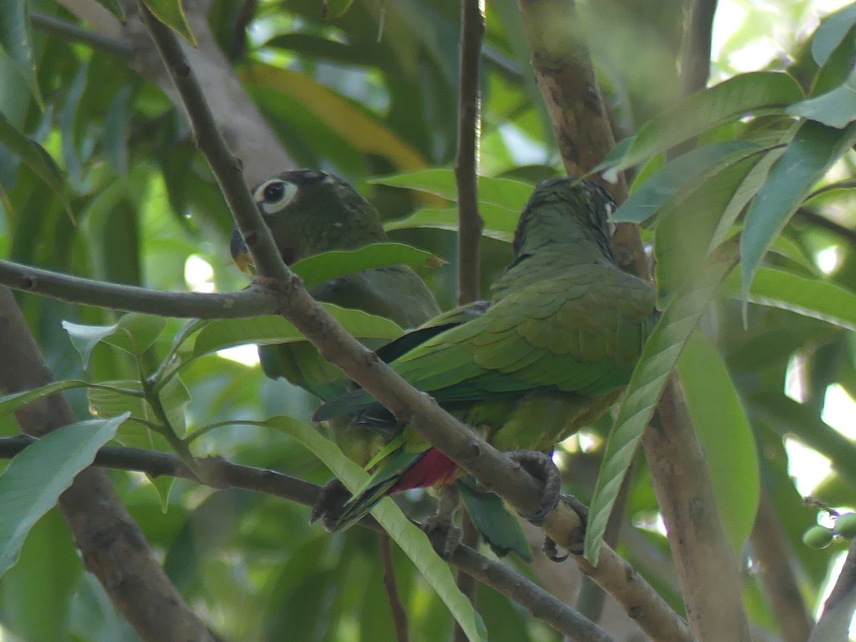 Папуга-червоногуз зеленощокий - ML177253501
