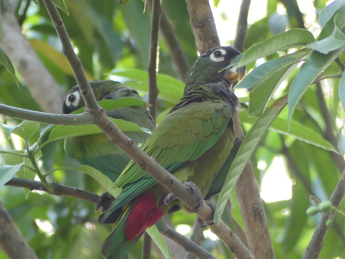 Папуга-червоногуз зеленощокий - ML177253611