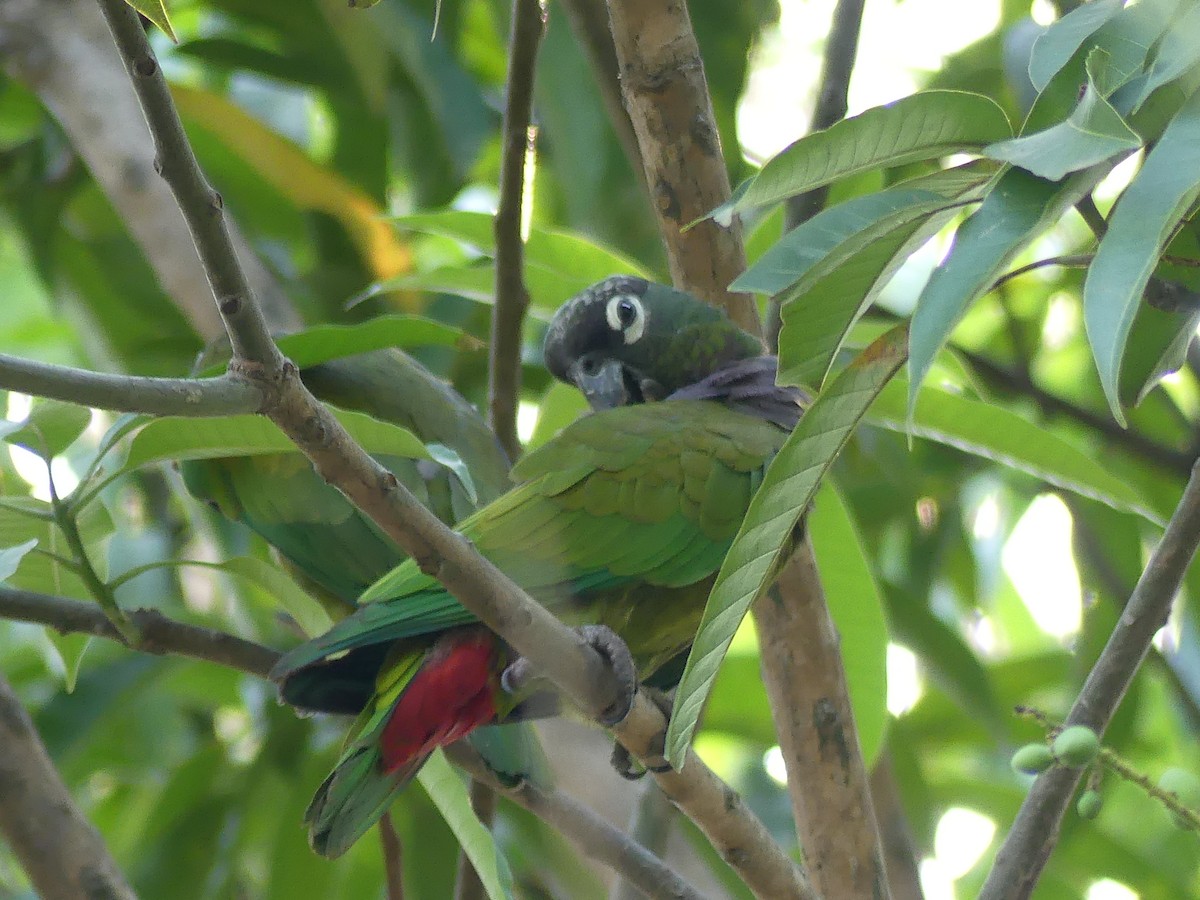 Папуга-червоногуз зеленощокий - ML177253621