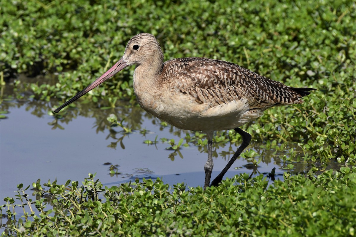 Marbled Godwit - Thomas Van Huss