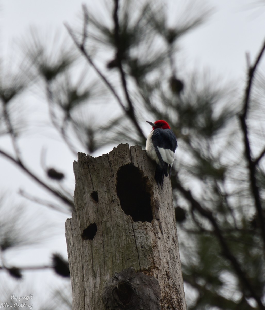 Red-headed Woodpecker - ML177257961