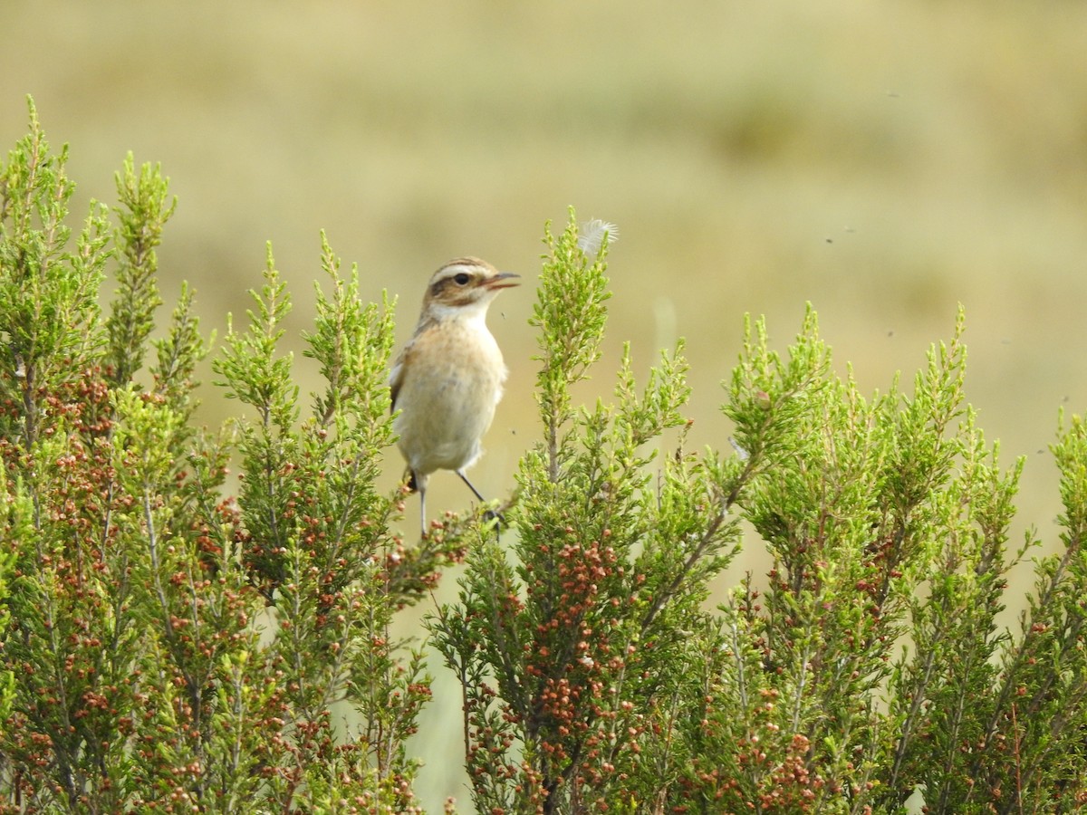 Whinchat - ML177257991