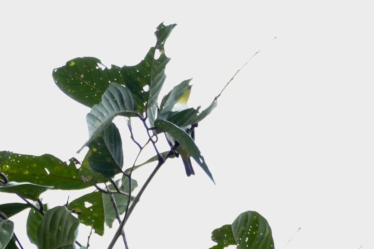 Ambon White-eye - Peter Kaestner