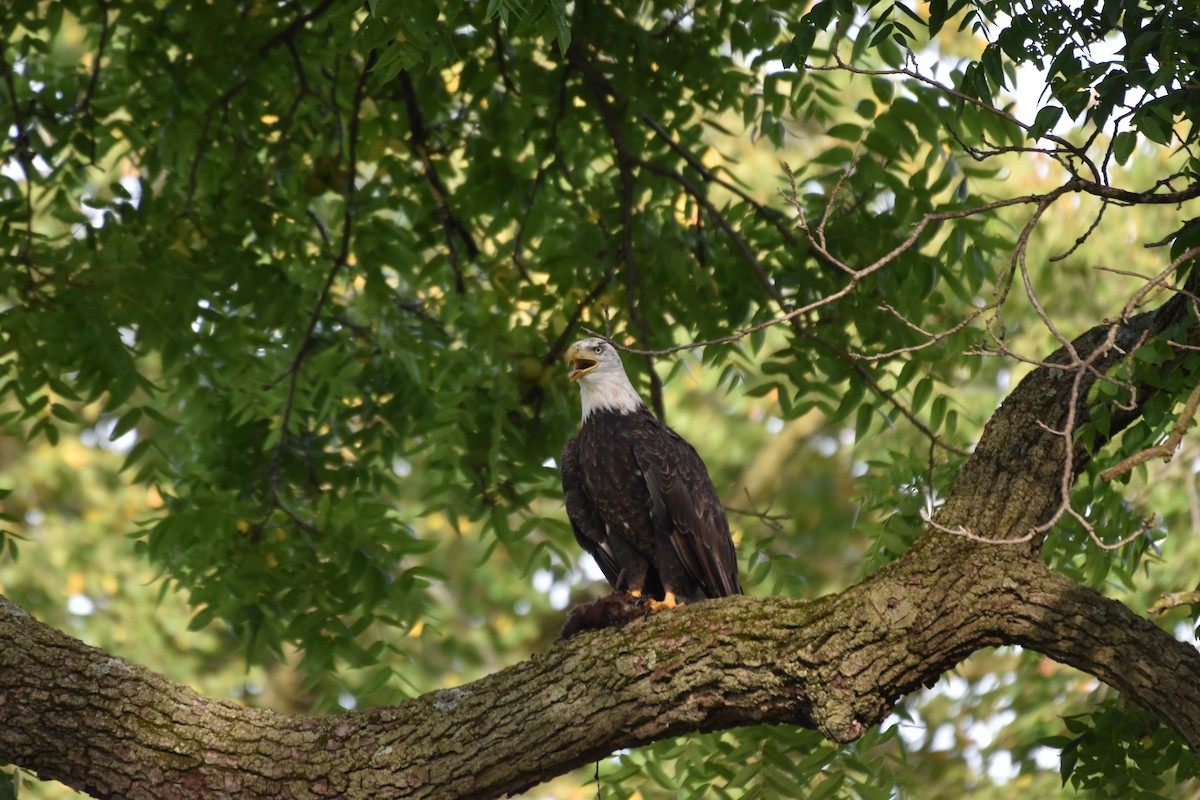 Bald Eagle - Gracie  McMahon