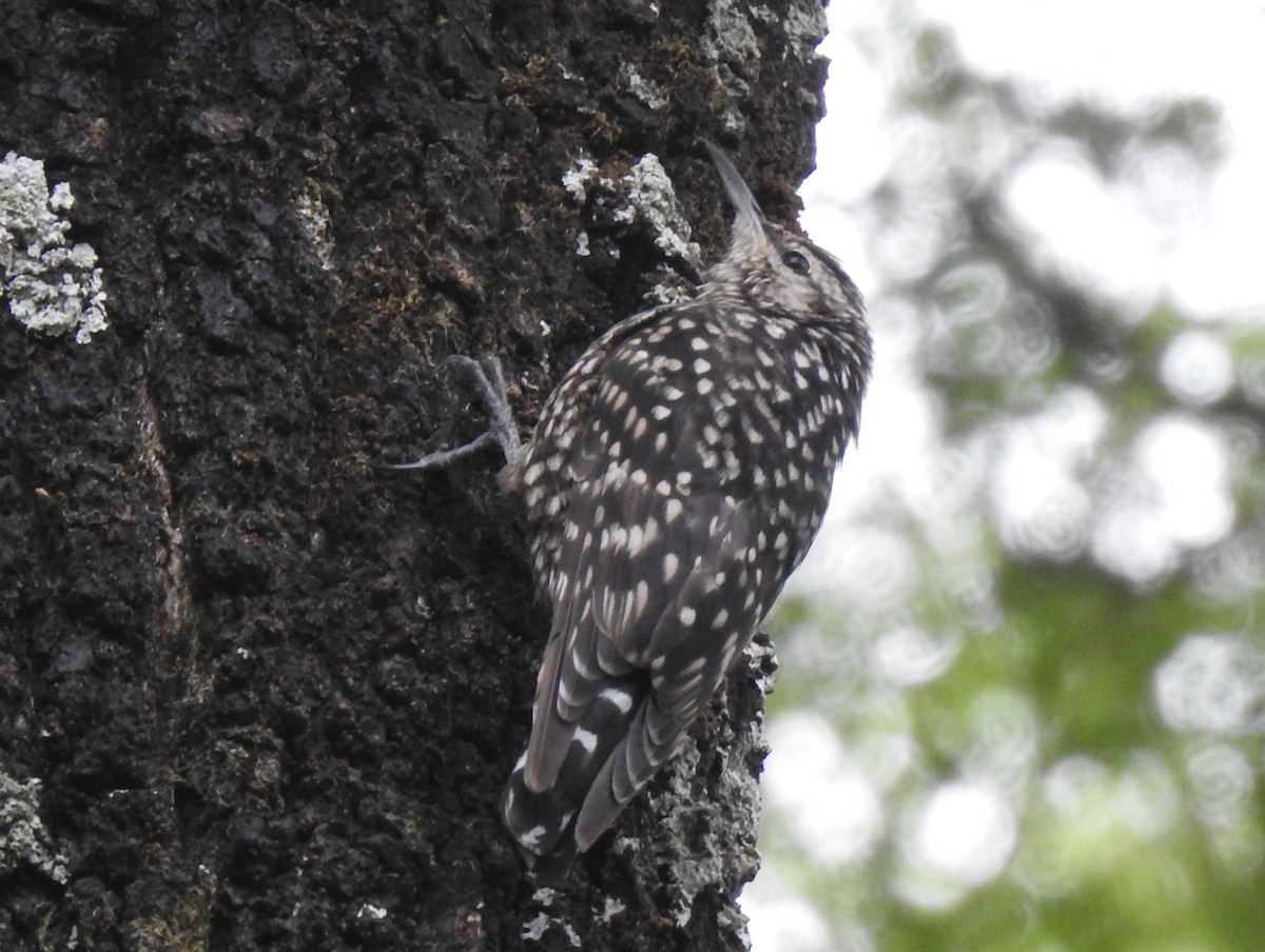 African Spotted Creeper - Dale Adams