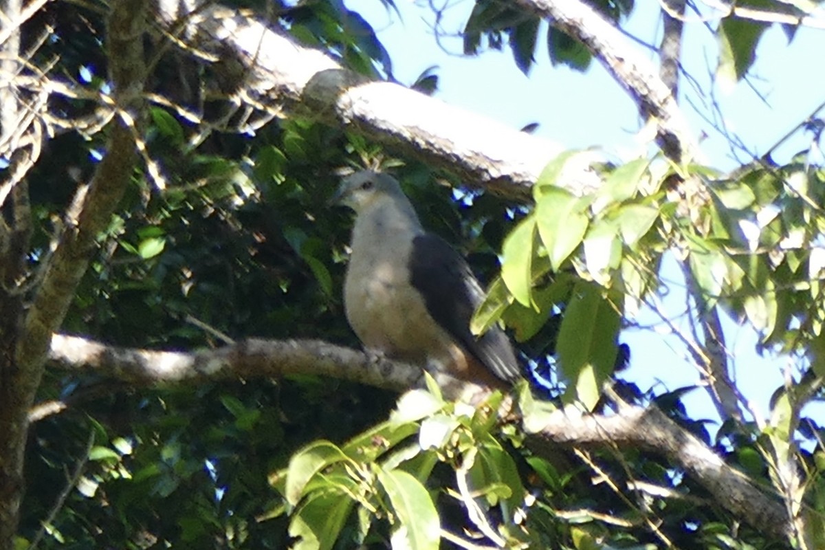 Буруанский голубь - ML177259321