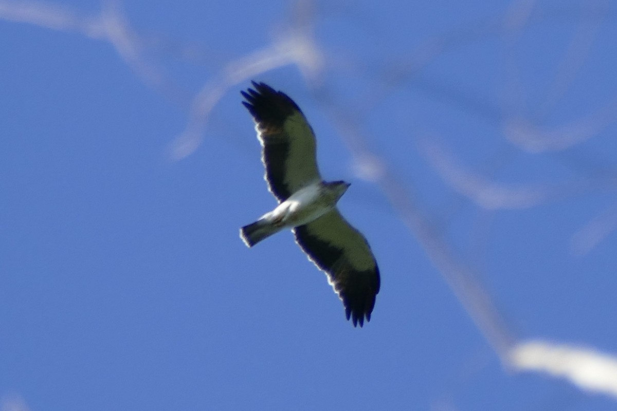 Pygmy Eagle - ML177259951