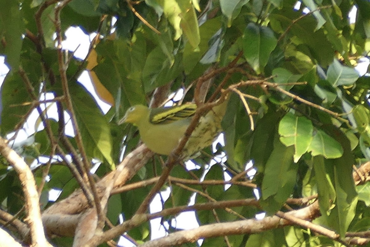 Буруанский зеленый голубь - ML177262121