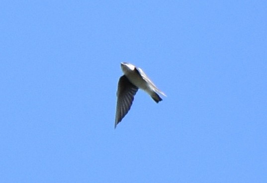 Golondrina Bicolor - ML177265011