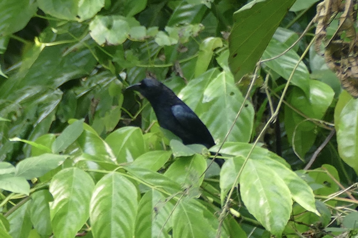 Drongo Escamoso (buruensis) - ML177268021