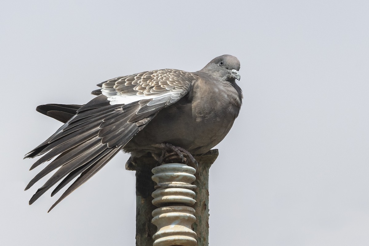 Spot-winged Pigeon - VERONICA ARAYA GARCIA