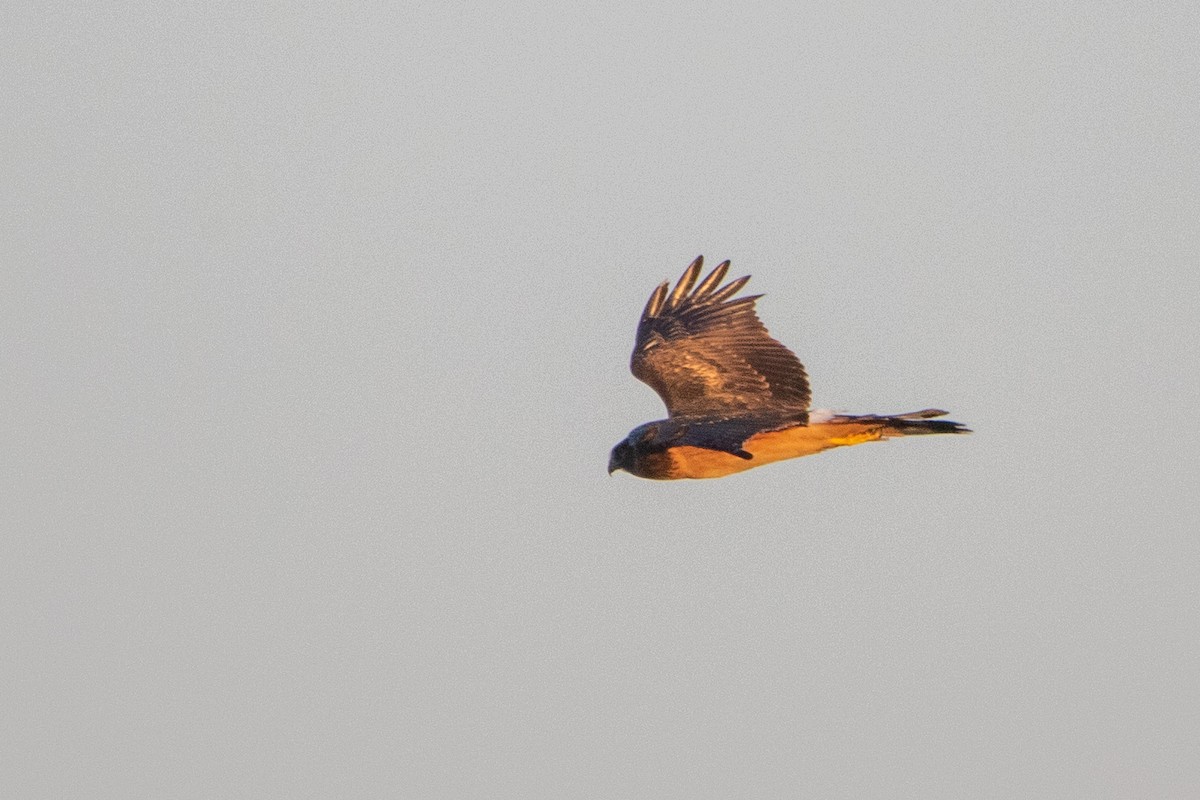 Northern Harrier - ML177270171