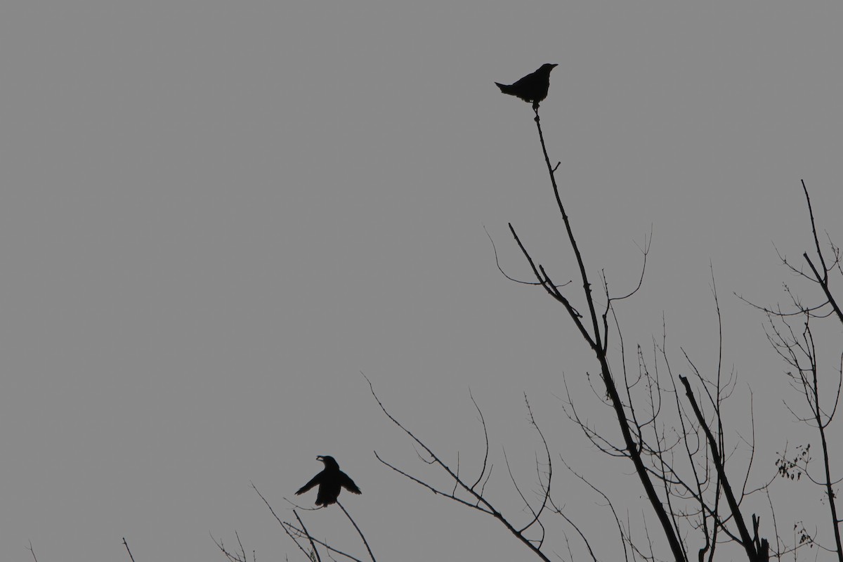 American Crow - Jeff Hullstrung