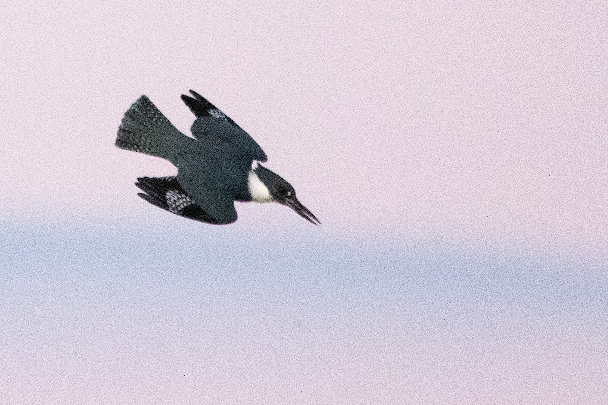 Belted Kingfisher - ML177270261